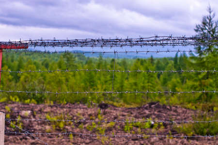 Lost freedom behind barbed wire. Fence with forest backgroundの写真素材