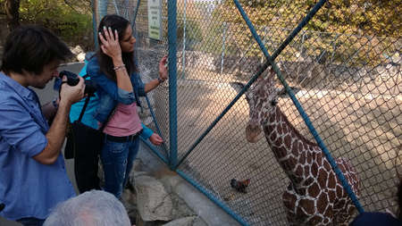 Children are fedding giraffe in the Belgrade Zooのeditorial素材