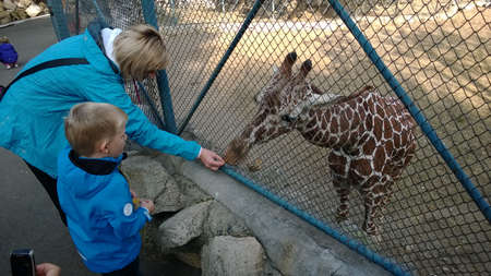 Children are fedding giraffe in the Belgrade Zooのeditorial素材
