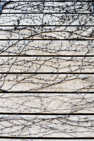 Dry vine on concrete wall. Abstract bacground.の写真素材
