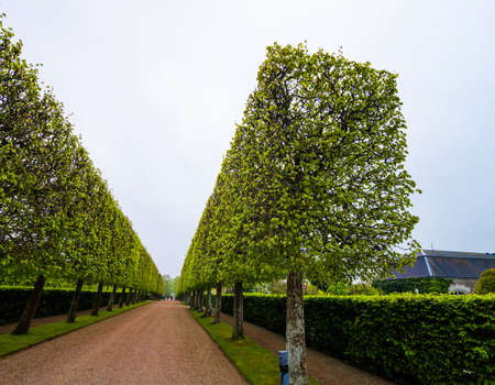 Cube tree alley with strict forms of leafの写真素材
