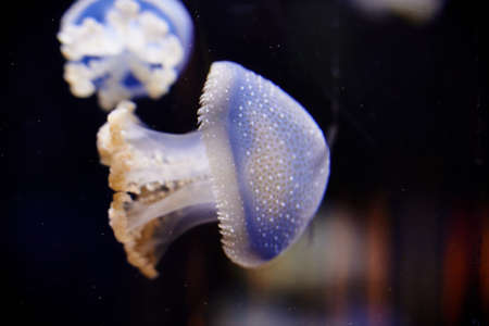 Transparent Mashroom Jellyfish in aquarium blue waterの写真素材