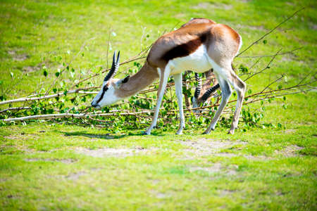 Thomson gazelle feeding on green grass in a zoo.  Species - Eudorcas thomsoniiの写真素材