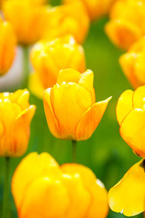 Monte Carlo flower kind of garden yellow tulipsの写真素材