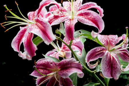 Pink Lilies in garden on dark backgroundの写真素材