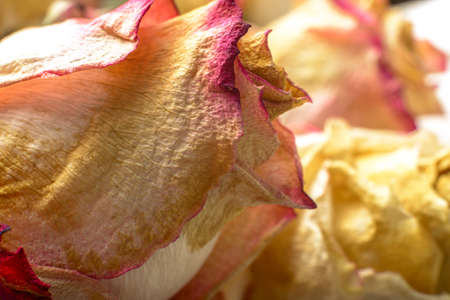 Fading flowers as material pattern in warm tonesの写真素材