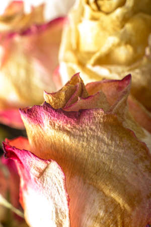 Fading flowers as material pattern in warm tonesの写真素材