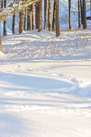 winter snow background with forest for portrait sessions. 80 mm.の写真素材