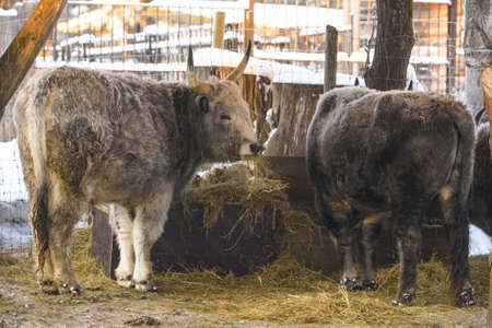 Hungarian grey cow is feeding under shedの写真素材