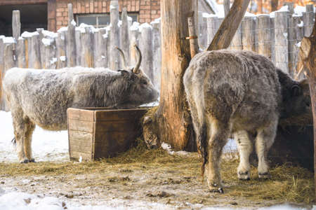 Hungarian grey cow is feeding under shed