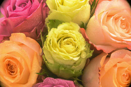 Rose flowers multicolored bouquet as structured patternの写真素材