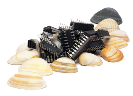 Pile of sillicon chips on seashellsの写真素材