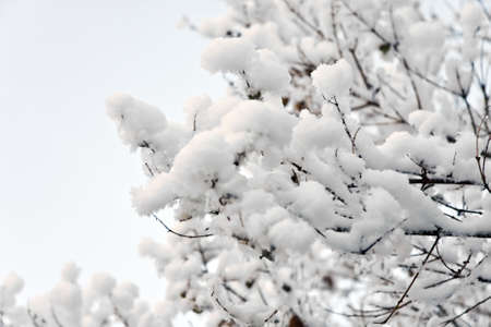 Tree covered with Snow on a white background with copy spaceの写真素材