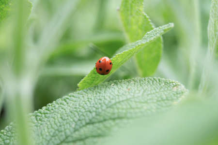 Ladybird immersed in natureの写真素材