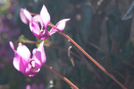 Violet Cyclamenの写真素材