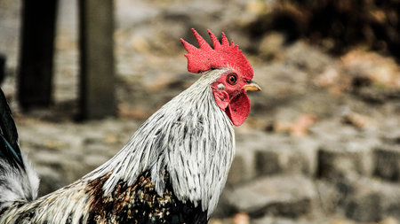 Chicken from the temple in Thailandの写真素材