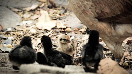 Chicken from the temple in Thailandの写真素材