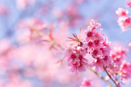 Pink Sakura flower blooming.の写真素材