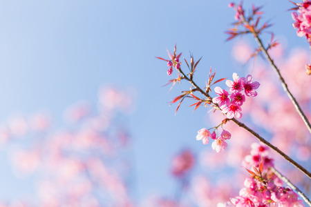 Pink Sakura flower blooming on blue sky background.の写真素材
