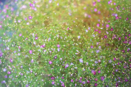 Blur little Flowers with color filters.の写真素材