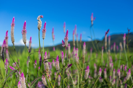Flower and field.の写真素材