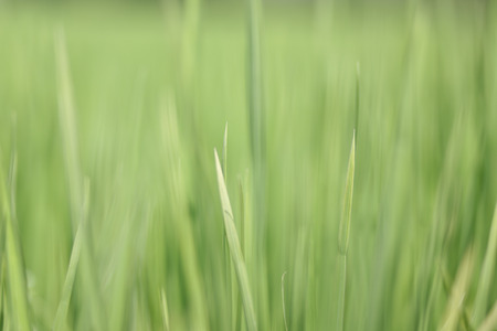 Blur rice field texture  background.の写真素材