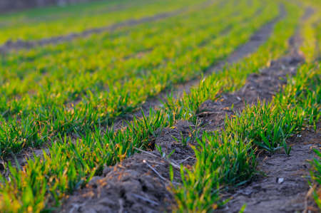 Spring afternoon, the sun shining on the  wheat seedling  Faction vibrant look の写真素材