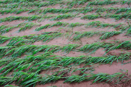 Millet seedlings