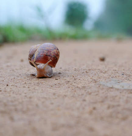 snailの写真素材