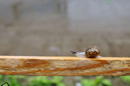 snailの写真素材