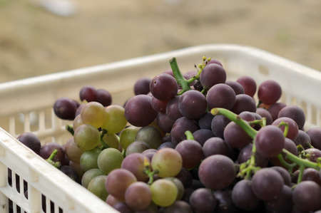 The season of maturity, grapes have a good harvest Pictured just cut it down and packing grapes 