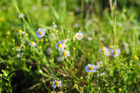 Morning wilderness, wildflowers little dew, brilliant bloom 
