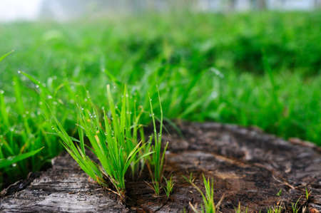 The wild, an old tree roots covered many new small weedsの写真素材