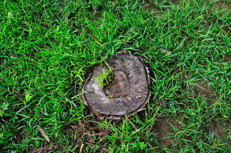 The wild, an old tree roots covered many new small weeds