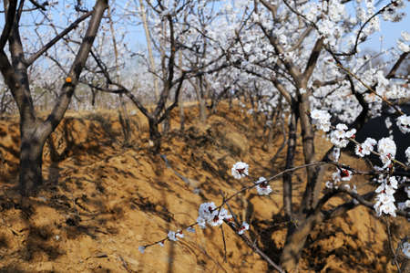 Spring, apricot opened, attracted quite the number of bees Very beautiful の写真素材