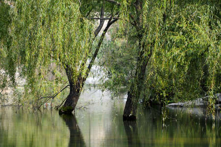 Pools clean clear water in the mountains, the shadow in the water sparkling, very beautiful.の写真素材