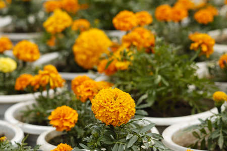 Marigold の写真素材