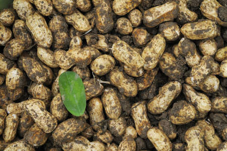 This is just harvest the peanuts, but also with the taste of the soil 