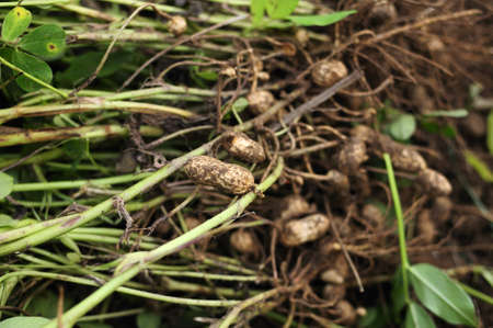 This is just harvest the peanuts, but also with the taste of the soil 
