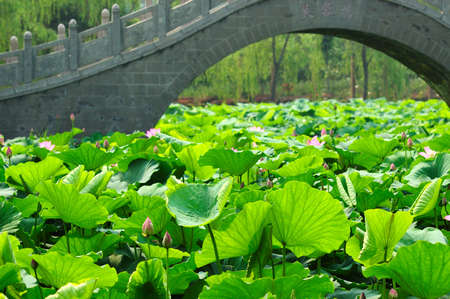 Summer, and the pond has a beautiful lotus in full bloom.の写真素材
