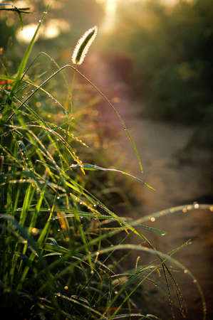 In the morning light, even the most common weeds are plants like Wonderland The same.の写真素材