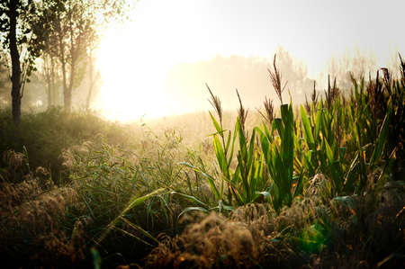 The early morning sun shining on the earth to be fruitful. Crops will be mature. Everything looks...