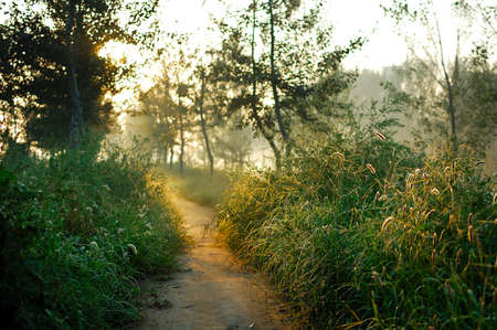 In the morning light, even the most common weeds are plants like Wonderland The same.の写真素材