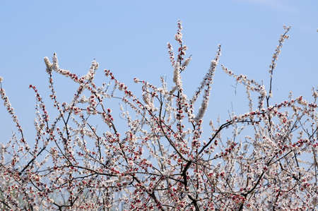 Spring flowers on a tree