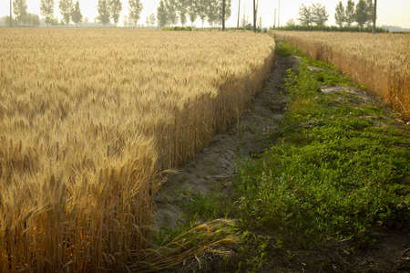 Golden wheat, the harvest season.