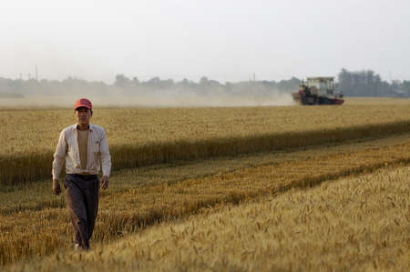 Harvest season, the season of gold. Improve the efficiency of modern agriculture, increasing production, the liberation of productive forces. Xingtai City, Hebei Province, China, June 18, 2011.のeditorial素材