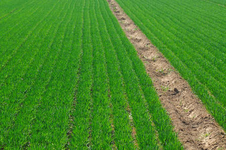 Spring, the winter wheat turning green¡£