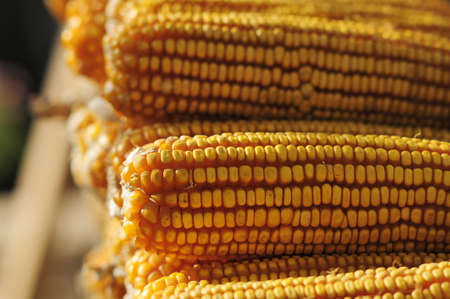 Fall harvest season. After the farmer's hard work, they get a golden harvest of corn. The picture...