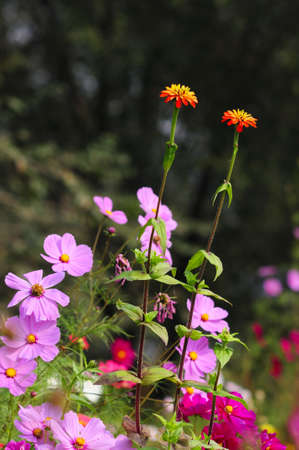 Cosmos also known as Gesang Meiduo.Tibetan Kelsang is the meaning of happiness, Meiduo is the...