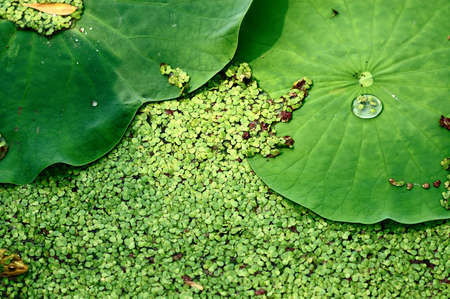 Summer, and the pond has a beautiful lotus in full bloom.